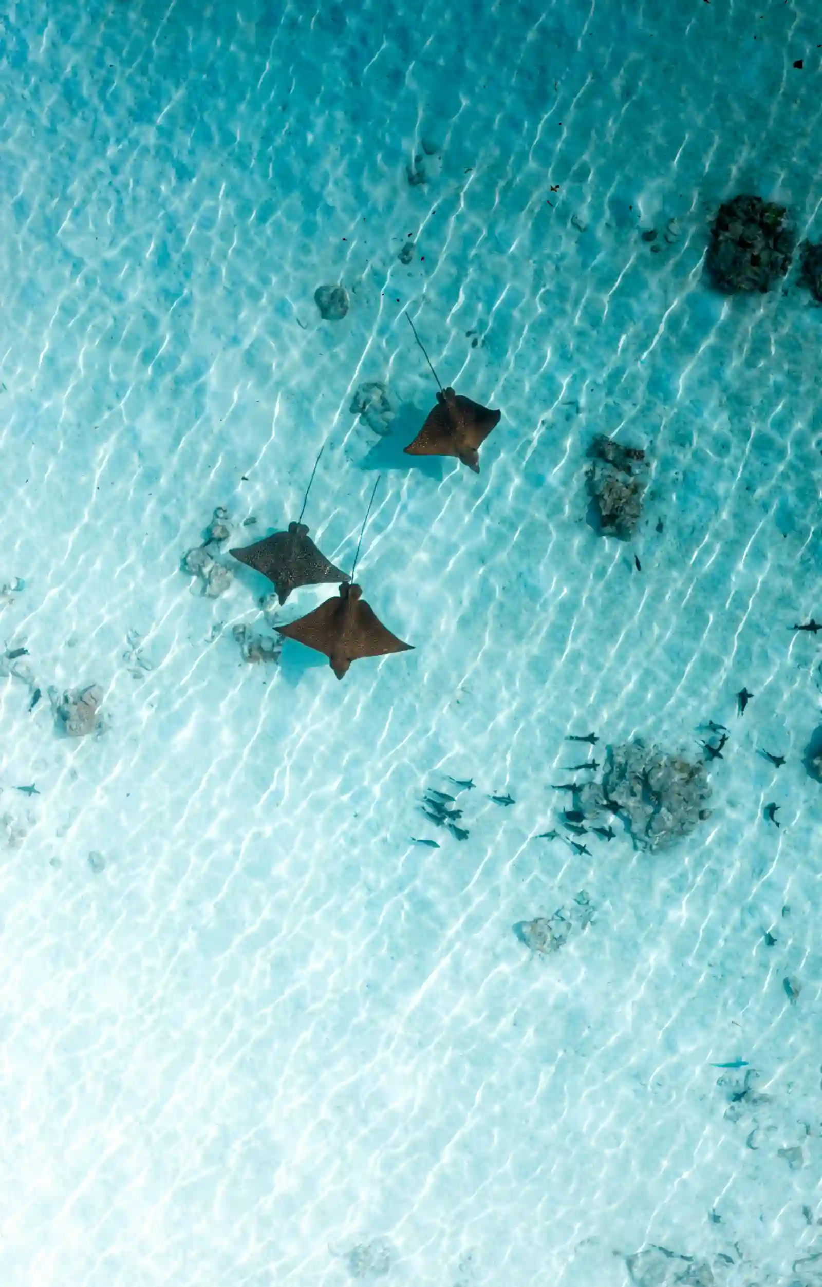 Stingrays gliding through turquoise shallows